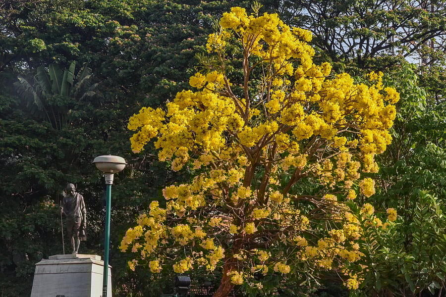  'Silver Trumpet' tree near MG statue park, MG Road in Bengaluru. DH Photo by S K Dinesh