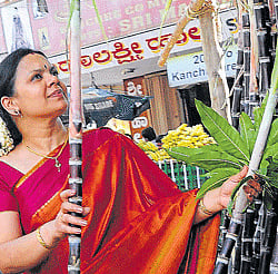 The choicest: On the eve of Makara Sankranti, a woman looks through a pile of sugarcane before choosing the best at  Gandhi Bazaar in Bangalore on Sunday. DH Photos