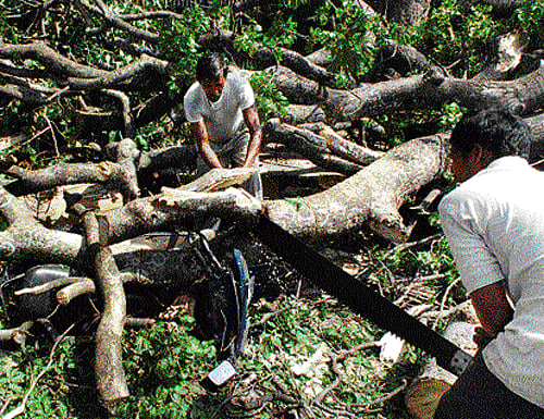 Just 3.5 per cent of citizens in Bangalore are "environmentally literate", a door-to-door survey conducted by the Indian Institute of Science (IISc) in upmarket areas like Malleswaram and Rajajinagar has found. DH photo