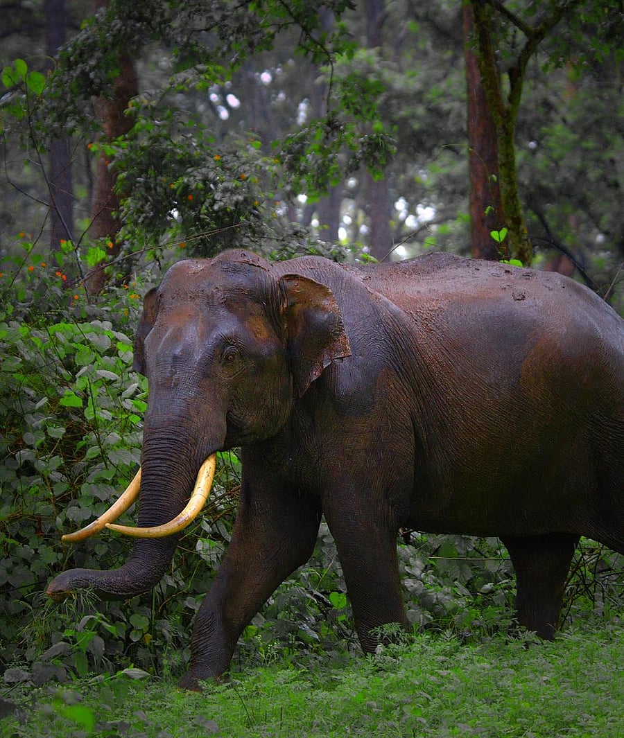 An Elephant in B R Hills.