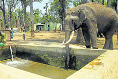 An elephant quenching thirst from a borewell in Mathigodu elephant camp at Aanechowkur near Gonikoppa. (Right) An elephant drinking water from a water tank.