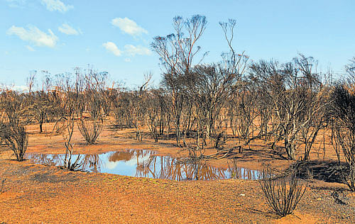 CONSEQUENCES Heat waves have a negative impact on ecology as well. REPRESENTATIVE IMAGE