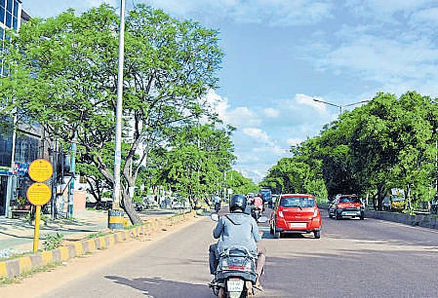 Though the elevated stretch is only seven kilometres long, 438 trees will be cut or trimmed to make space for the stretch.