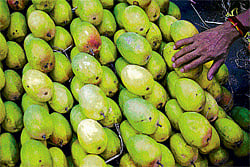 associated risks: A shopkeeper sells mangoes at the Crawford Market in Mumbai. Many foods in India, including mangoes, need to be  sanitised to avoid diarrhea, the most unpredictable travel-related illness. NYT