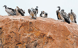 Endangered: Vultures perched atop a rock at a village bordering Bellary and Raichur districts. photos by K S Abdul Samad Kottur
