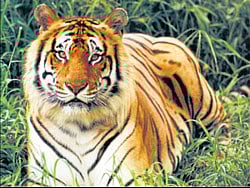 Mysore Zoo's success in implanting transponder on tigers