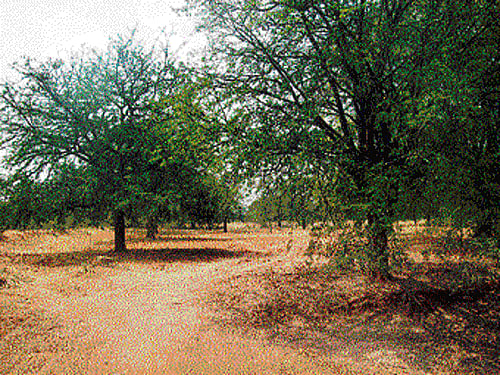 SURVIVOR Tamarind is ideally suited for low rainfall conditions.  (Photos by the author)