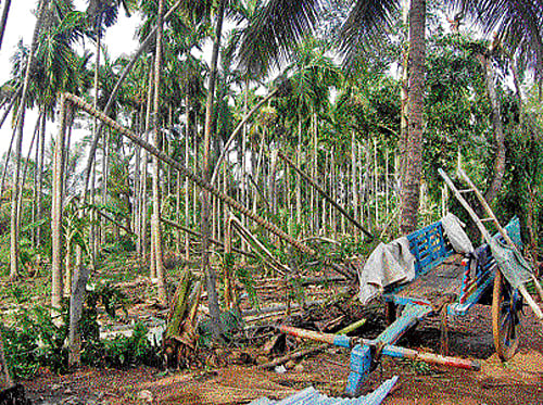 The pre-monsoon showers accompanied by lightning and strong wind that lashed various parts of the district over the last one week claimed the lives of a 52-year old woman, several cattle and damaged 687 houses and crops. DH photo