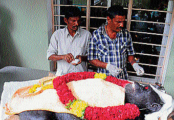 Animal-keepers pay their last respects to Mirella, the chimpanzee which died at Sri Chamarajendra Zoological Gardens, in Mysuru, on Monday. DH PHOTO