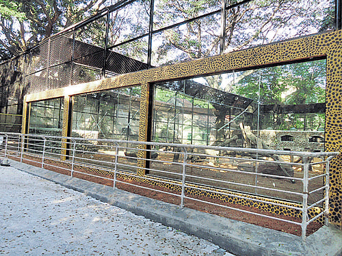 New enclosures have been constructed for lions and leopards in the zoo.Photo by special arrangement