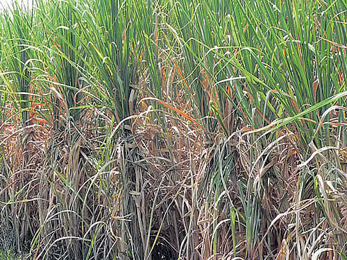 Sugar cane growers plan to meet Modi in Mysuru
