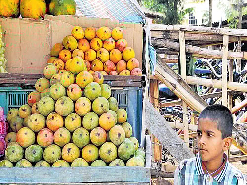 Fruit vendors on the streets of Chikkamagaluru welcomed the mango as its season commenced. DH photo