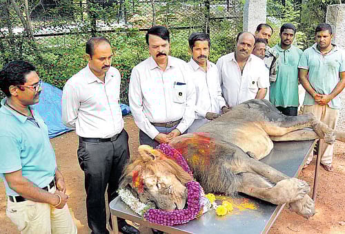 Officials and staff pay homage to Shankar, the lion who died of illness at the Chamarajendra Zoological Gardens in Mysuru on Tuesday. DH Photo