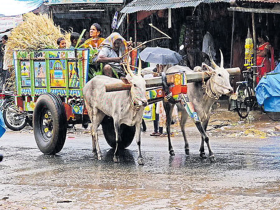 A man transports fodder in a cart braving rain at Kikkeri in Mandya district on Thursday.