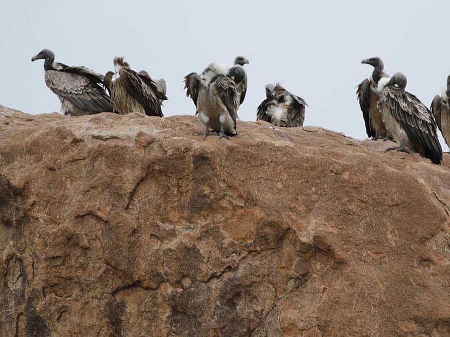 A group of vultures on Ramadevara Betta, India's first and Karnataka's only vulture sanctuary. DH FILE PHOTO