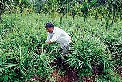 A farmer working in a ginger farm in Chikmagalur. DH Photo