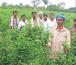 Farmers with the tur crop in Kolar taluk. DH Photo