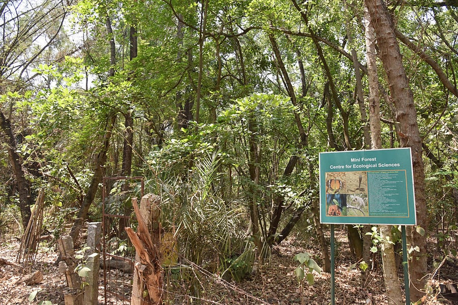 Go with DH Story by Rasheed... Mini forest, at Centre for Ecological Science, IISc, in Bengaluru on Friday. Photo/ B H Shivakumar