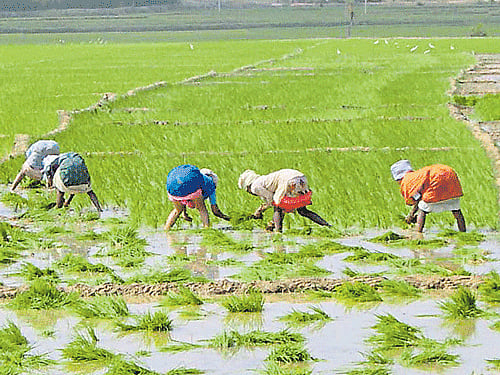 Paddy is grown on 36,155 hectares in Gangavathi taluk of Koppal district. DH File Photo