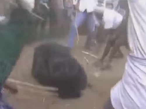 A group of villagers thrasha bear with sticks and stones . Courtesy: Youtube