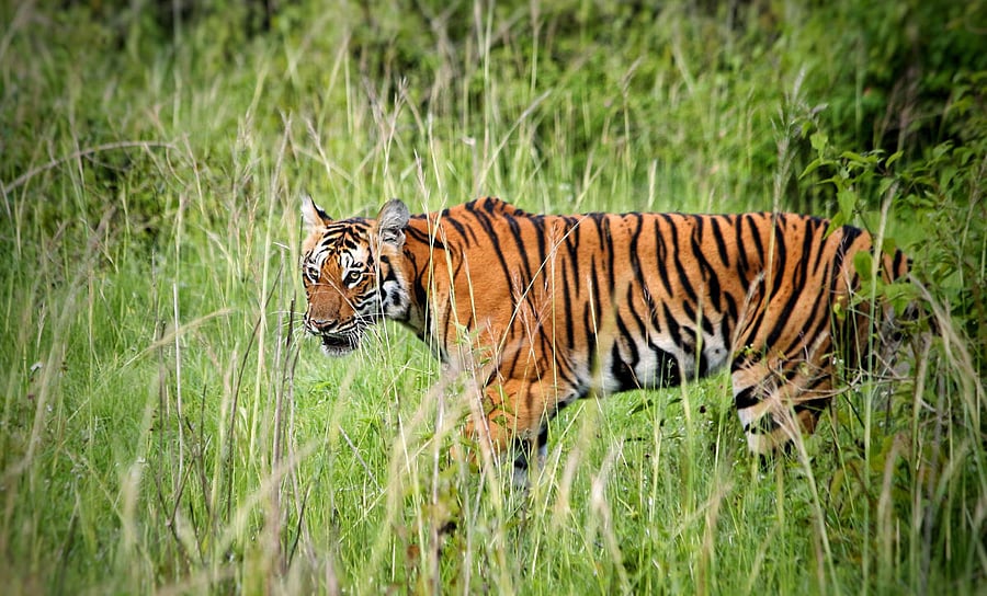 The number of deaths in the Bandipur tiger reserve have reduced due to the traffic restrictions, say experts.