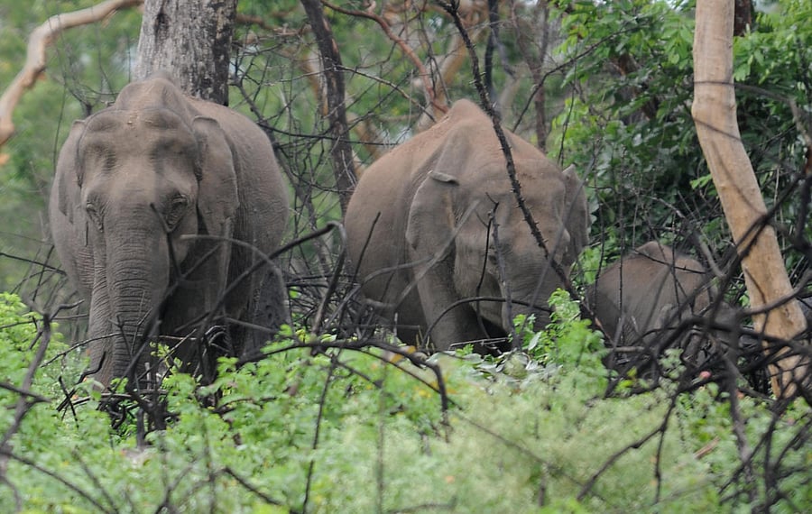 For representation purpose.