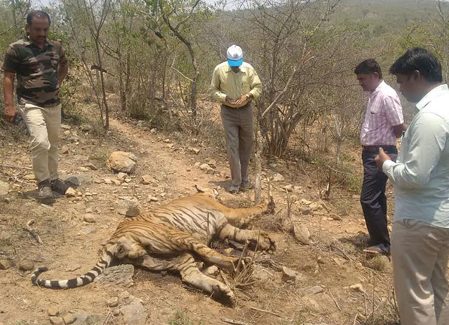 A carcass of a tigress was found at Nagarahole National Park in the taluk on Monday. DH file photo for representation only