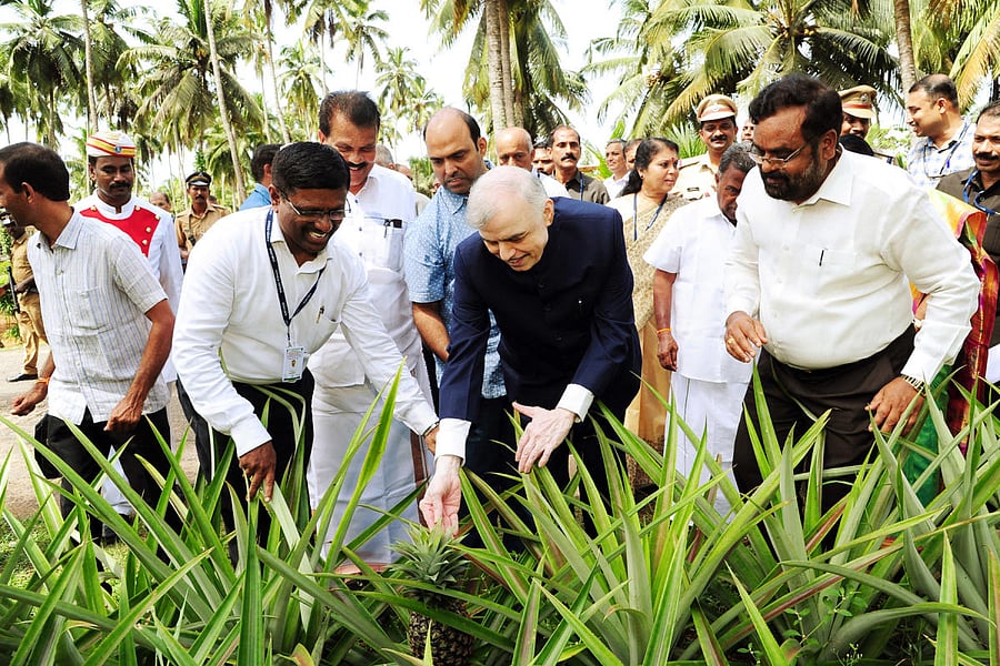 Kerala Governor P Sathasivam looks at a pineapple during his visit to CPCRI for inaugurating innovators meet in Kasargod on Saturday.