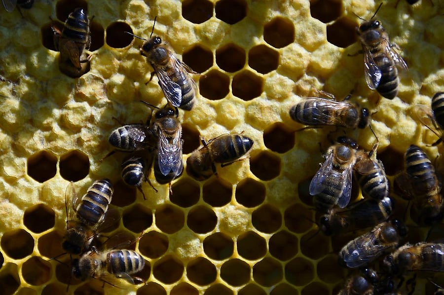 He was stung by a swarm of bees and became unconscious, Paladee police station in-charge Hari Om Meena said. AFP File photo