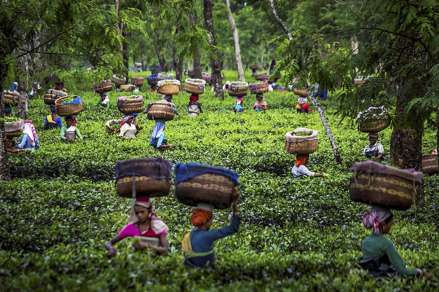 tea estates