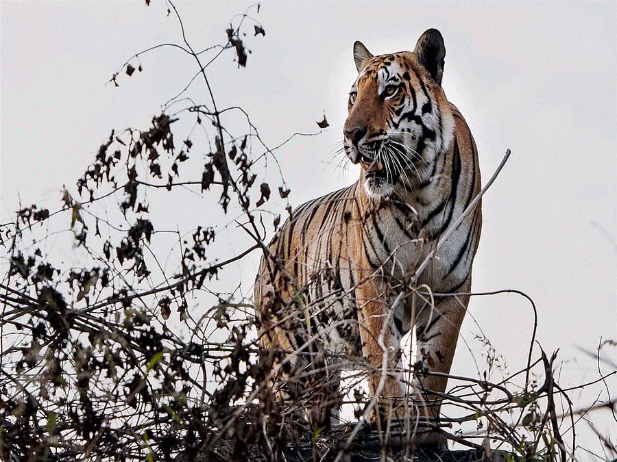 Tourist footfall is encouraging in the State's forests, he said. In the last one year, the department has increased its revenue from Rs 98 lakh to Rs 2.3 crore.  dh file photo