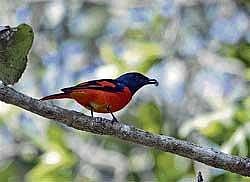 Feathered beauties: The scarlet minivet that can be spotted at Dandeli. Photo by the author