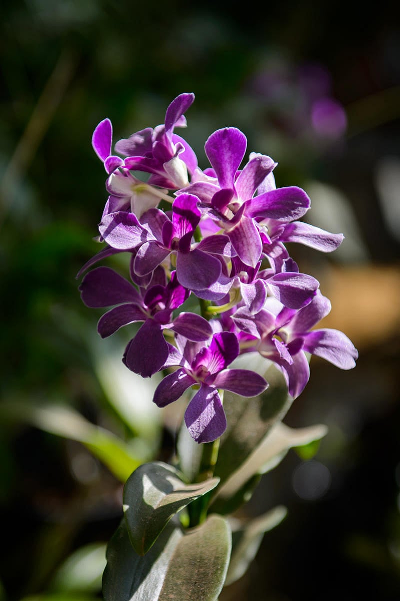 A variety of orchids that will be displayed at the expo at Kadri Park.