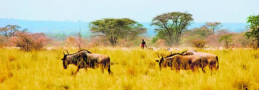 COMMON GROUND Wildebeest and livestock share the range on SORALO lands. PHOTOS BY GUY WESTERN