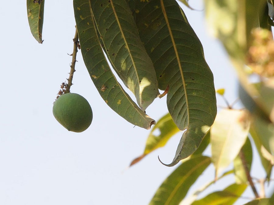 Representative image