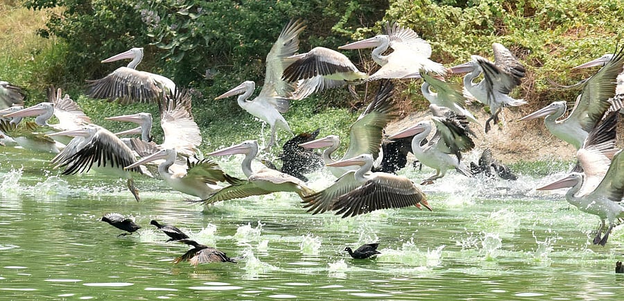 Economics Nobel laureate Elinor Ostrom introduced urban commons to our wider discussions, stressing their importance in providing a sustainable future for our cities, avoiding either public or private ownership, nurturing them as self-managed community re