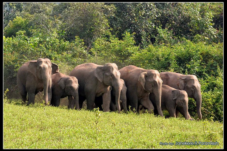 By 2050, large tracts along the east coast and vast areas in Karnataka and Tamil Nadu will start losing jumbos.