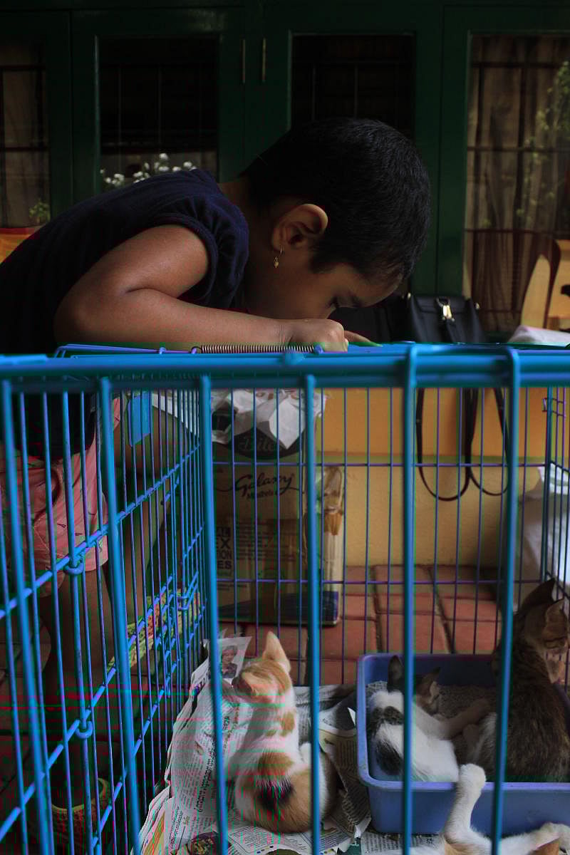 A child looks curiously at a puppy at the adoption drive organised by Animal Care Trust.
