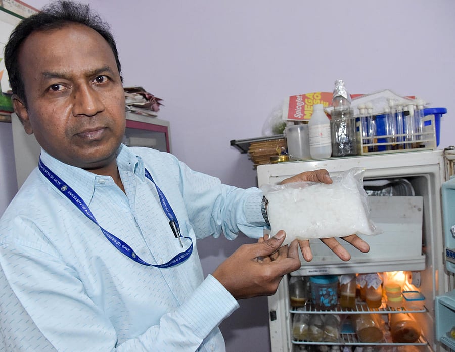 B Narayanaswamy shows the enriched nata de coco. DH PHOTO/B H SHIVAKUMAR