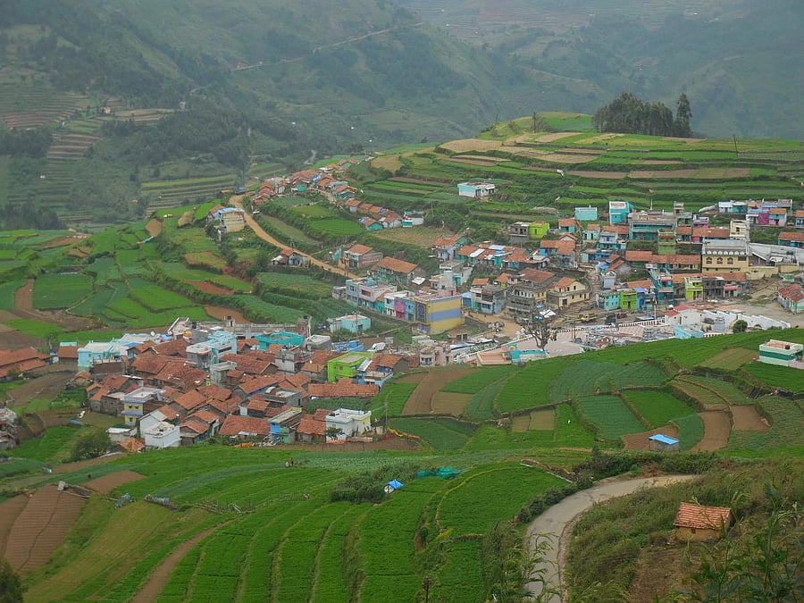 Pambar Forest; PHOTOS BY AUTHOR