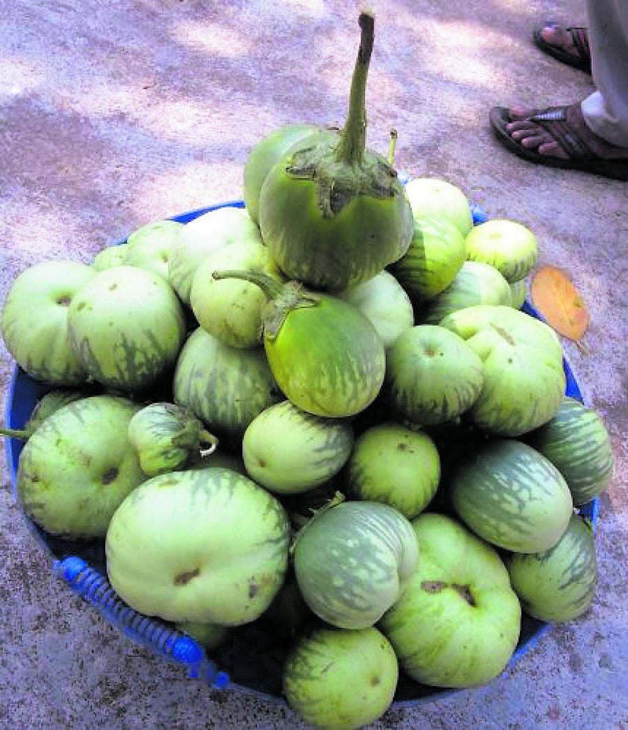 Udupi Mattu Gulla brinjal has a Geographical Indication (GI) tag.