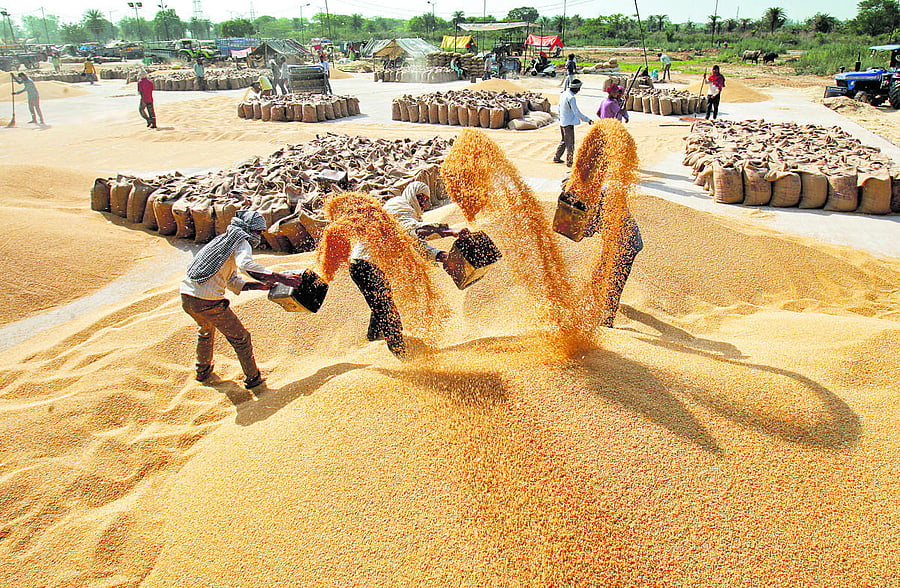 Workers remove dust from wheat at a wholesale grain market in Chandigarh. REUTERS