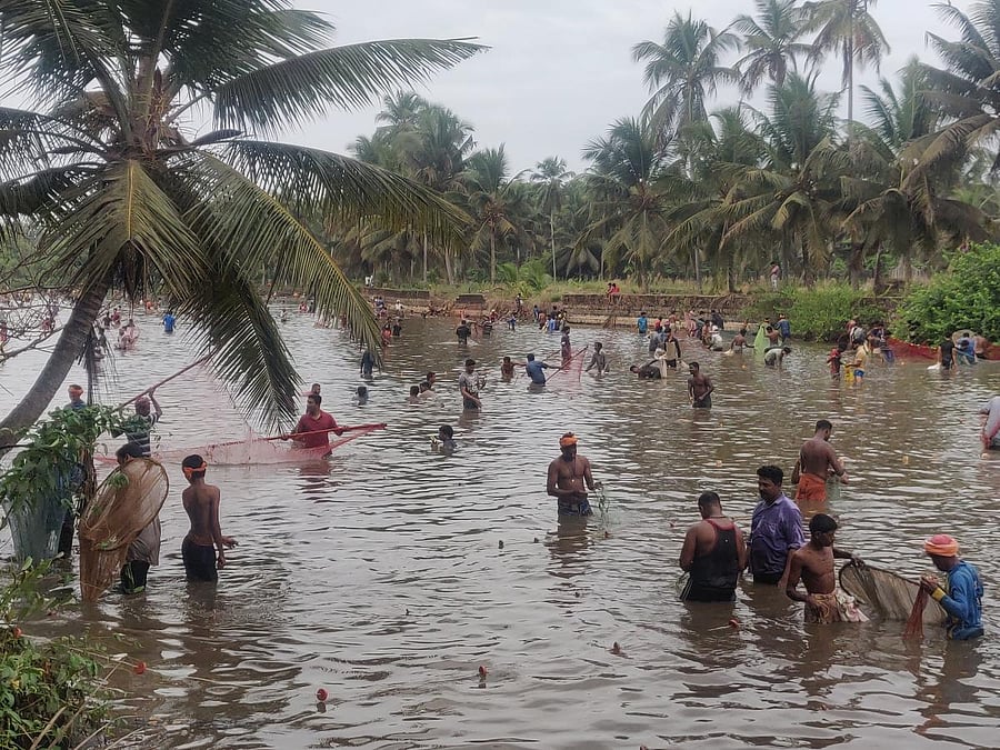 Devotees take part in the traditional fish catch organised on account of the Khandige fair at Chelaru near Pavanje.