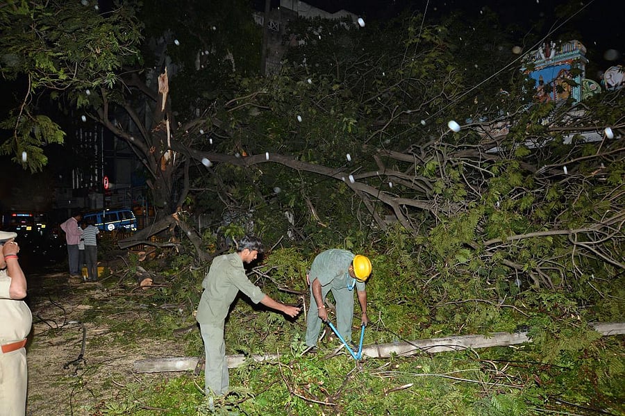 (Clockwise from top) Due to rain and gusty winds, a tree was uprooted in Seshadripuram; bamboos were uprooted in Cubbon Park; and lightning observed at Sanjay Nagar. DH PHOTOS/SATISH BADIGER, MADAN K &amp; JANARDHAN B K