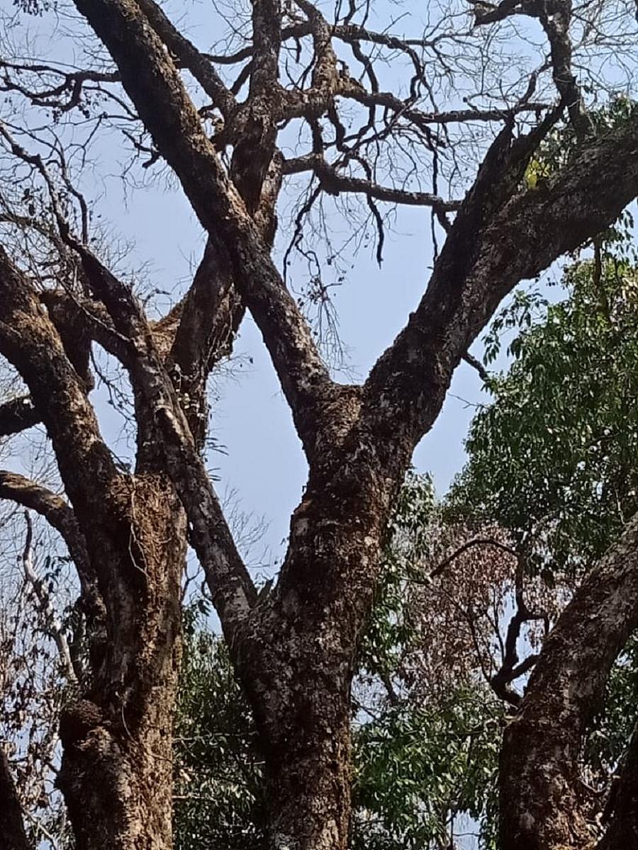 Trees poisoned by miscreants have totally dried up.