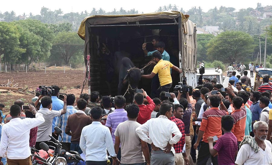 Villagers rescue cattle which were being illegally transported near Narendra village on the outskirts of Dharwad on Saturday. DH Photo