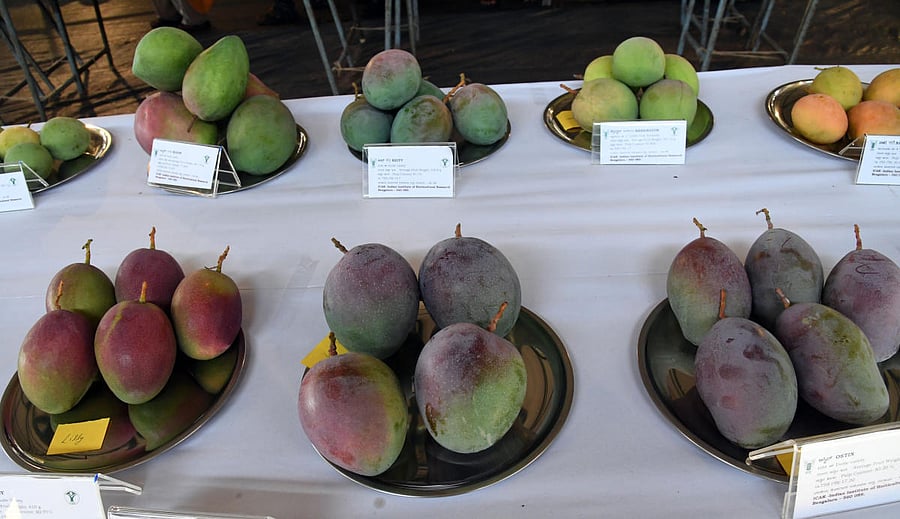 Mango growers with GAP certification from Srinivaspur, Kolar, Chintamani and Dharwad export their mangoes to the US and farmers from Chikkaballapur and Ramanagar export Alphonso variety to European supermarkets.