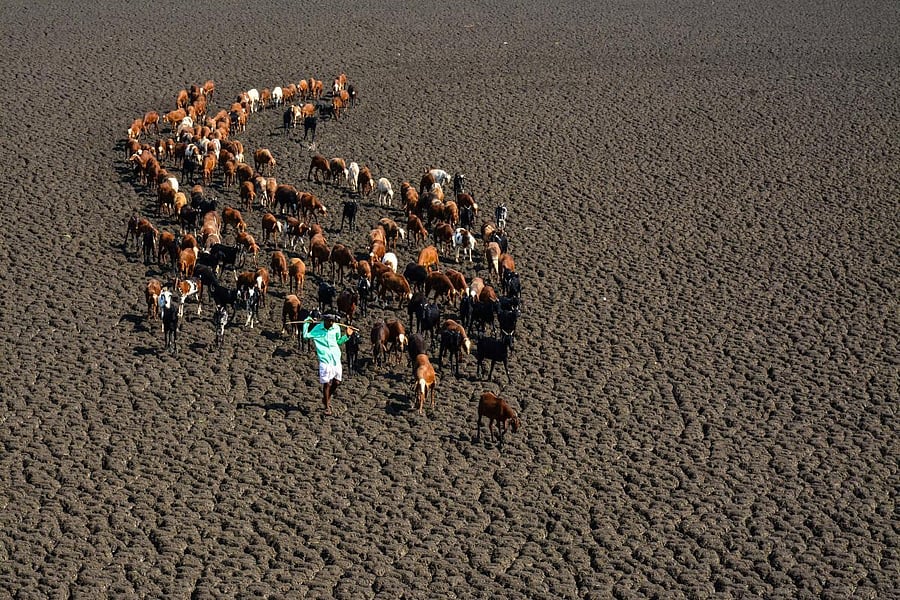 A shepherd leads a flock of sheep as they set out in search of water on the bed of the Hirehalla reservoir near Kinnal in Koppal taluk. DH photo/Bharath Kandakur