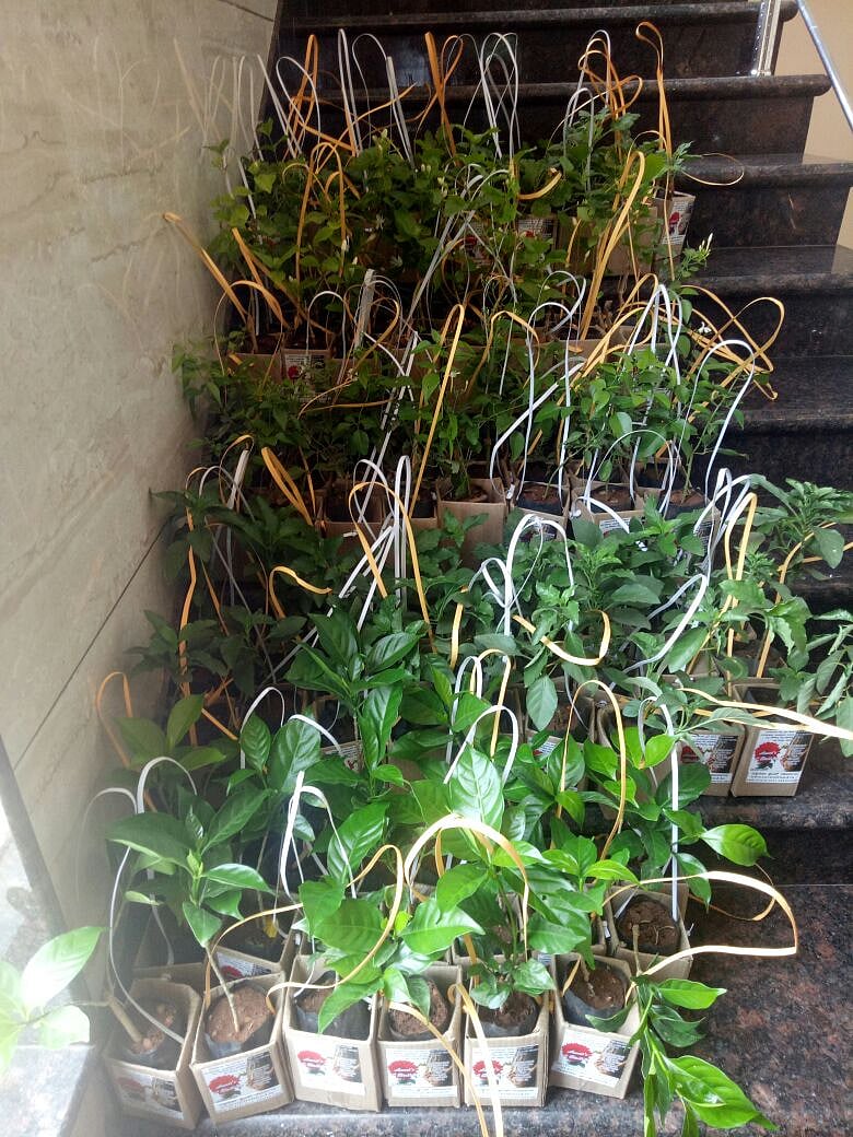 Envirofriendly offers about 15 saplings for wedding guests to carry home.