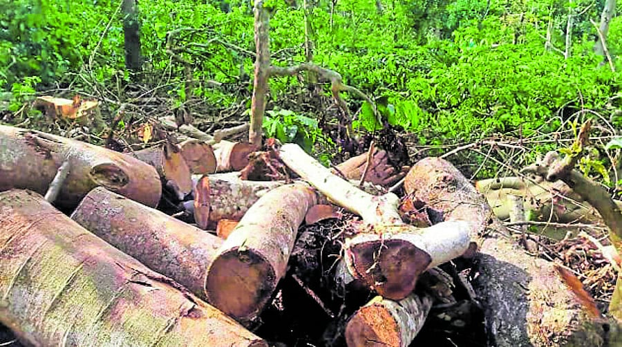 Precious trees felled by a man from Kerala at Avaredalu village near Shanivarasanthe.